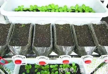 土壤|喜欢养花，闲暇时种植一些蔬菜盆栽，既能观赏还能开摘，非常有趣