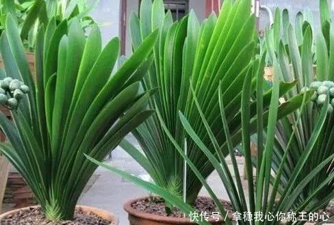 君子兰“度夏”很关键，记住“1要、2不要”，十月睡醒就疯长！