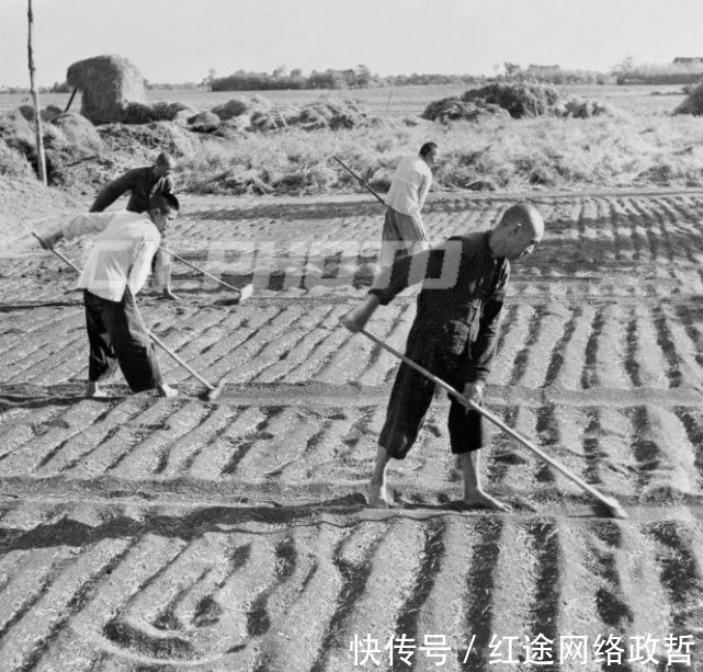 油菜籽|荆州松滋市五六十年代老照片