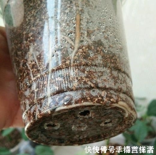 栀子花|扦插月季、栀子花、三角梅，只用一个矿泉水瓶，插出满满大白根