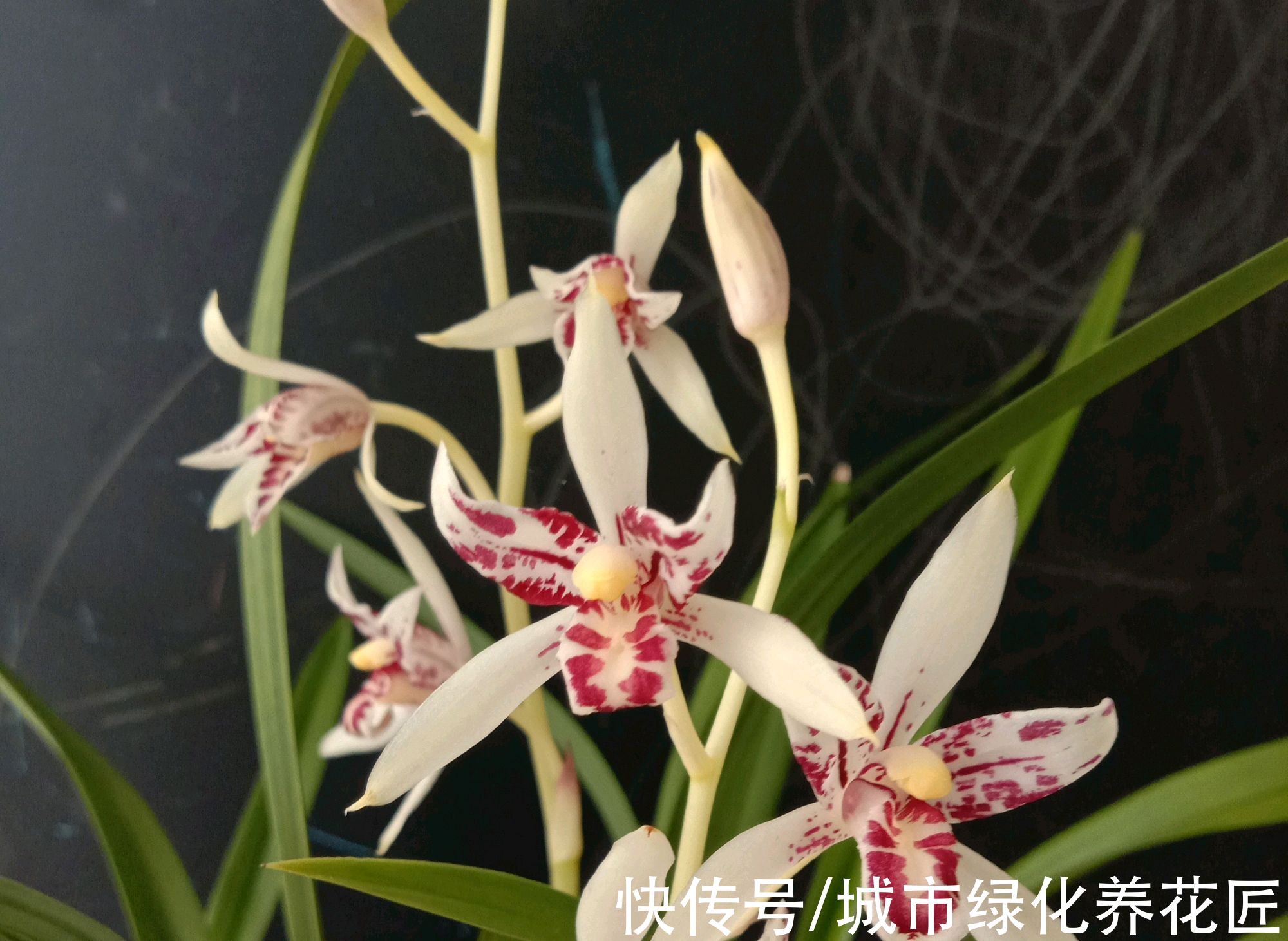 怎么判断兰花上盆的死活啊？种下去五天了，搭配的盆土能养活吗？