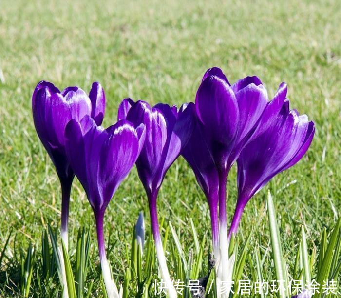 花卉|花卉比对，国兰与洋兰的区别，藏红花与番红花是一种吗？