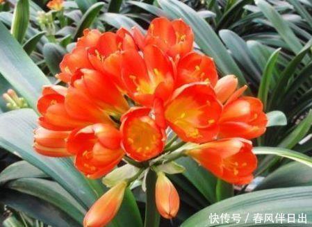 最受欢迎的4种花,个个开花漂亮,花朵硕大,满屋飘香