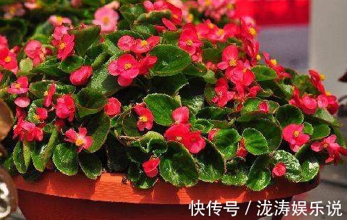 四季|四季海棠开花少多做“1步”，秒变“开花机器”，四季开花不断