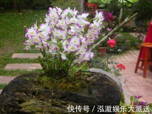 这3种花“脾气”硬，给点水就长新枝，养在石头上还能开花