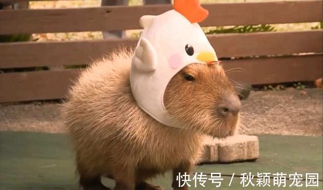 在我国泛滥的水葫芦,弱点实在太好笑,只用一招就能将它们团灭