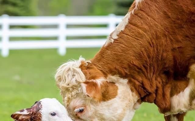 养殖户|母牛产后消炎用什么药?母牛产后消炎打什么针?完整方案来了