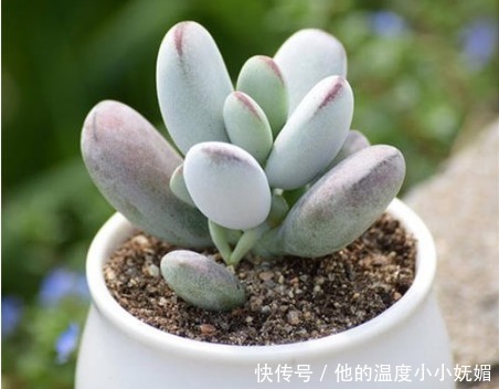 霓虹灯|夏天养4款“景天多肉”,便宜好养,花苞红彤彤,呼呼窜成肉瀑布