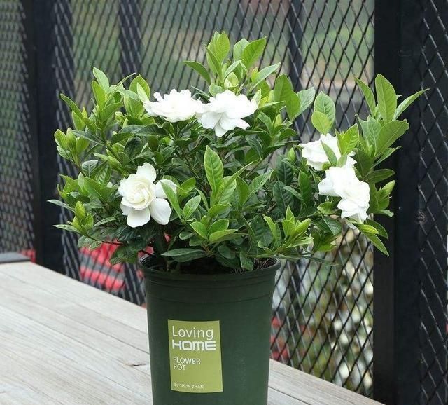 3种花都是“酸水”喂大的,每月浇点醋,黄叶消失,花满枝