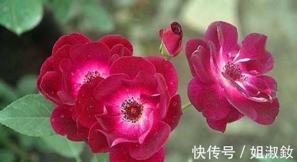 万山红遍|喜欢养花不妨养盆“葡萄冰山”,株型饱满,花大色艳,适合盆栽养