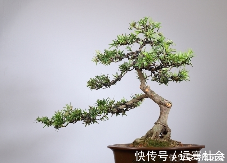 园艺|中国盆景欣赏，园艺大师经过几十年的精心打理，感受盆景独特的美