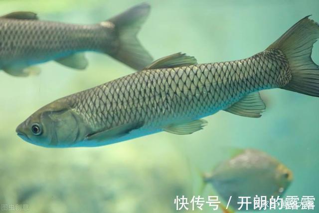 酒米的3个骗局,多数钓鱼人都中招了,第3个被骗的人最多!