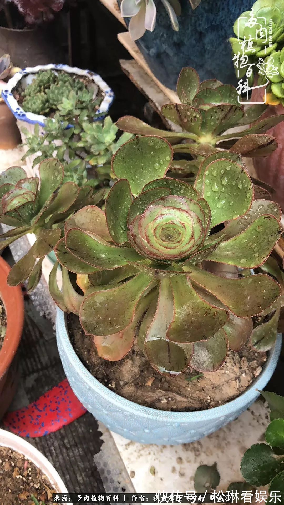 多肉千万种,我独爱法师!爱它的霸气,更爱它的华丽蜕变!