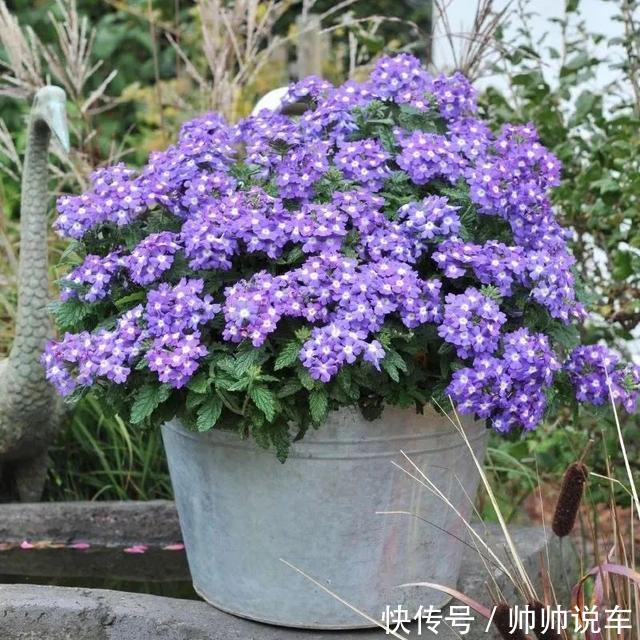 飘香藤|最爱晒太阳的8种花,越晒开花越多,阳台养几盆,开花成海