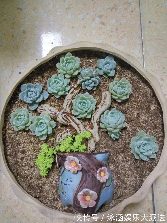 竹篮子|她在医院垃圾桶“捡篮子”,拿来种多肉“颜值高”,人见人爱