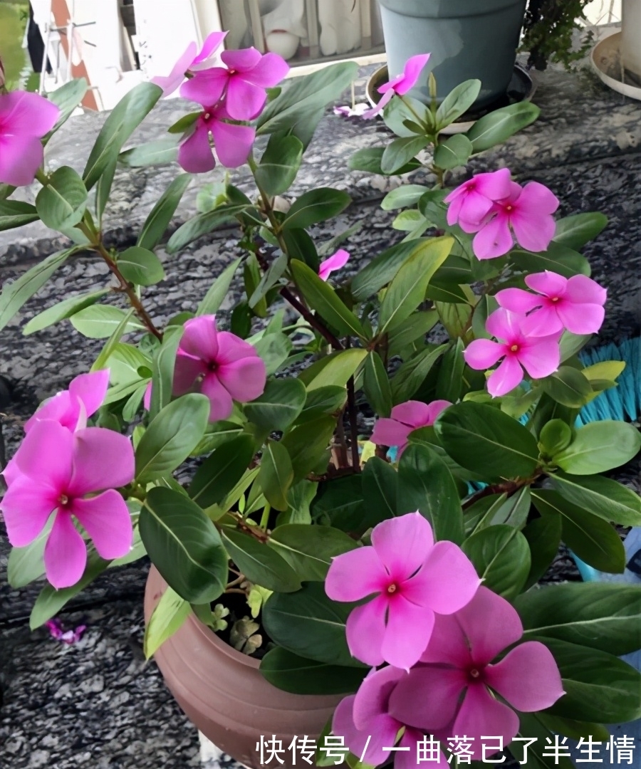 6种公认好养的懒人花,你家有几种,养护需要注意什么?