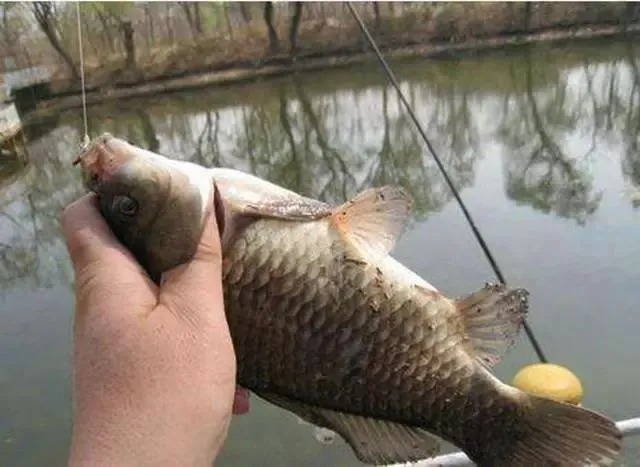 冬季钓鲫鱼的绝招,钓鱼技巧中的王牌!