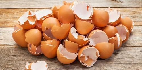 植物|用鸡蛋壳养花,少了这2步就得招虫子,养啥啥不行