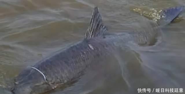 大鱼|为什么游钓中国李大毛钓的鱼都那么大?