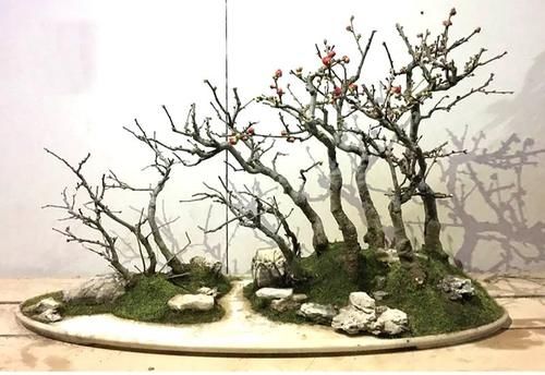 11株苗扎堆，不是柴火，而是一道苍山叠翠山水风光的水旱盆景！