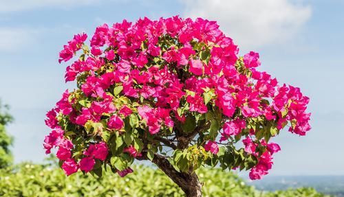  浇水|三角梅全是花没有叶是怎么做到的，看完你也行