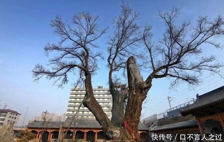 故里|看点丨狄仁杰故里