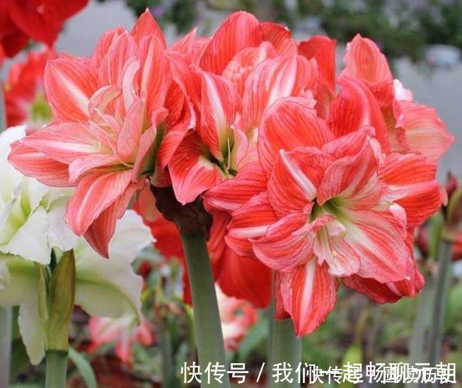 聪明人都养4种花,花朵大花期长,比牡丹还美,年年开花美翻