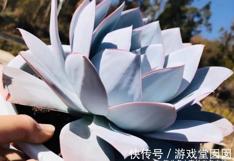 人间清暑殿,天上广寒宫——既仙又飒的广寒宫乃必养的多肉之一