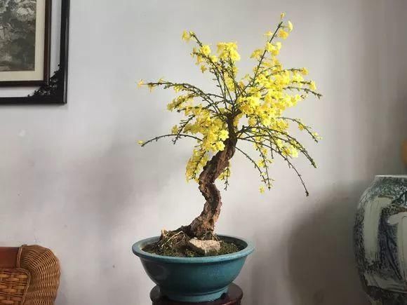 33种花，33首歌，太美了！