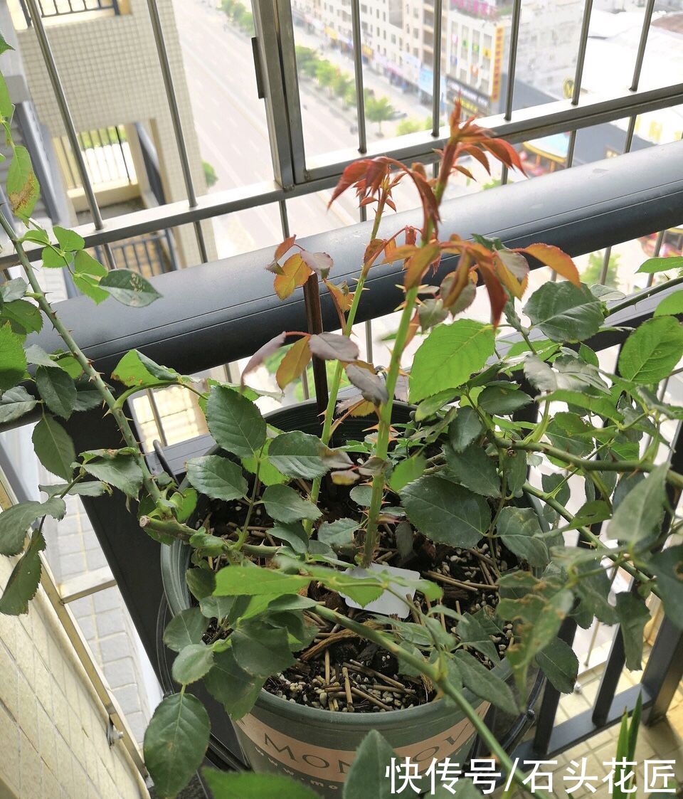 春天月季“没吃饱”，就会长出3种枝条，发现了要早点处理