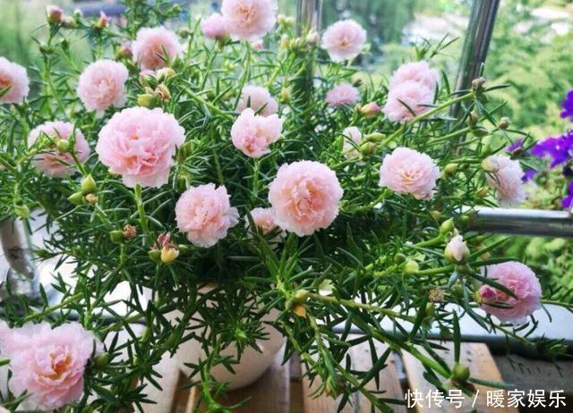 太阳花开花少有1个“小技巧”,开花量大10倍,秋天花儿开不停