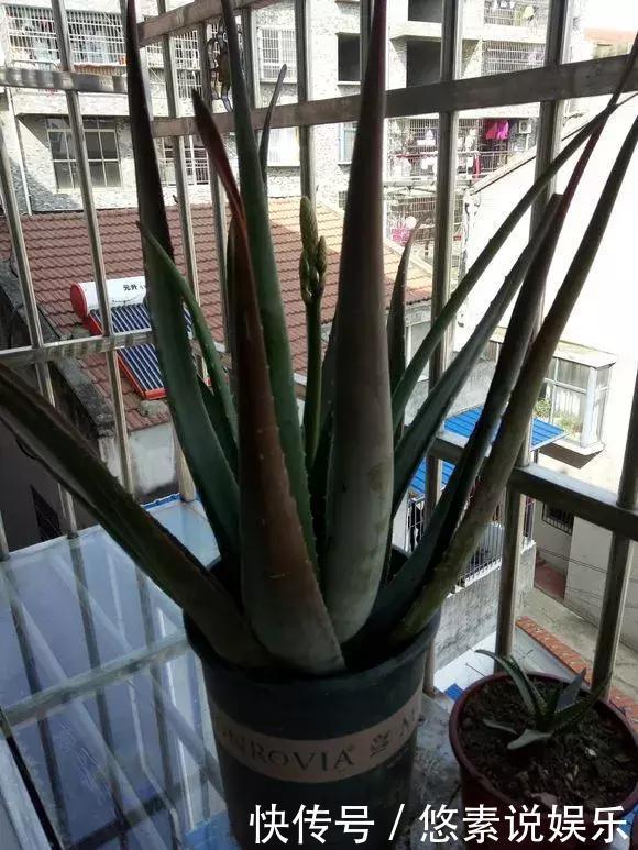 4种花有灵性,平时难开花,一有好事就开花!