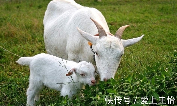 幸运女神|惹不起！属虎、羊、鼠，12月运势走上坡，赢得先机，成功在即