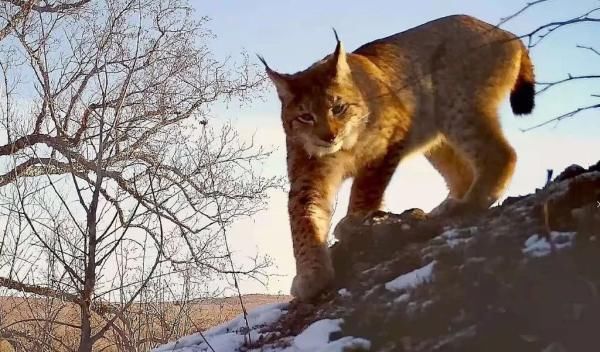 猞猁|王者风范！大兴安岭砍都河国家湿地公园有猞猁出没！