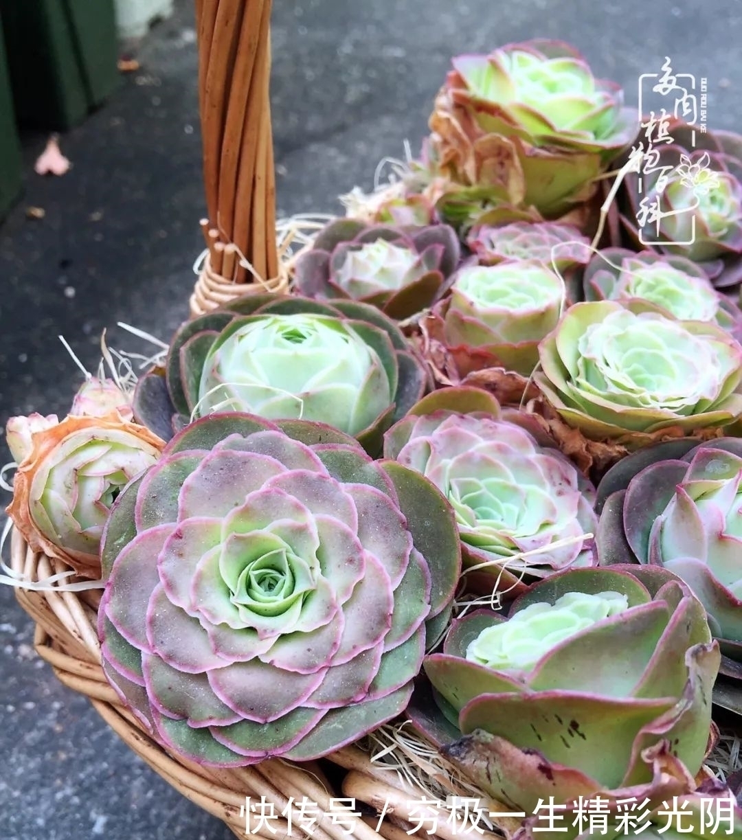 山地玫瑰的那些事儿关于养护过程中遇到的灵魂18问