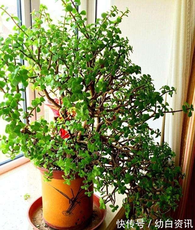 盆栽金枝玉叶，浇点“自制”壮骨水，叶片饱满有光泽，变老桩盆景