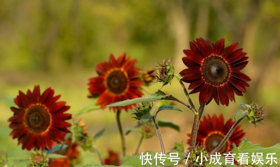 马鞭草|醉蝶花，马鞭草，地肤..