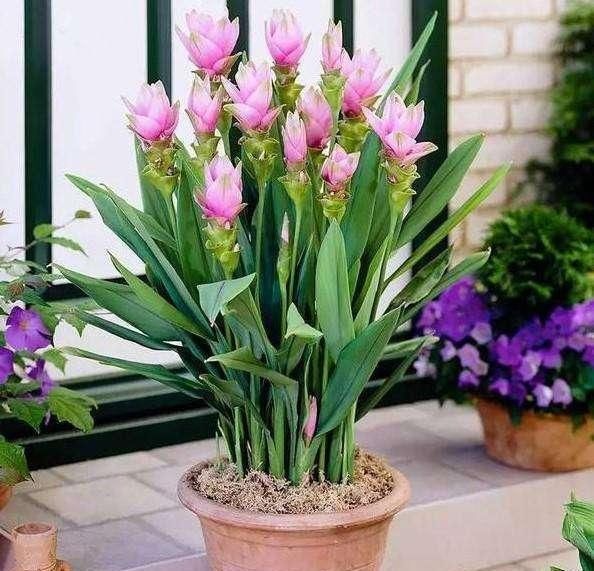 生在土里的荷花,开花一大朵,样子别致花期长,种一棵就赚了