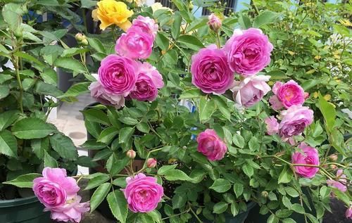 夏洛特夫人|推荐10种浓香月季,花量大花期长,新手也会养,值得拥有