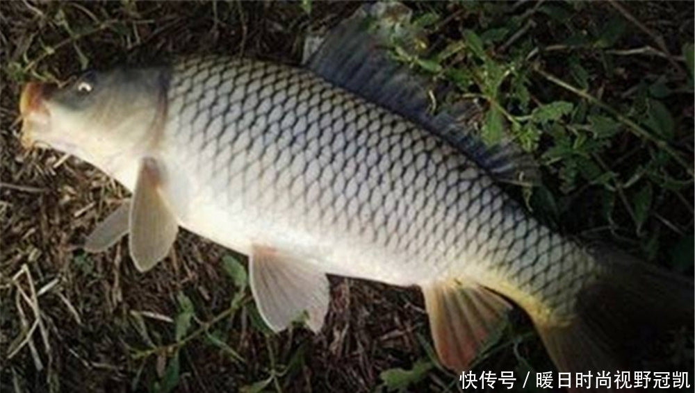 浮漂|鲤鱼怕高温,夏季最适合夜钓,夜钓大鲤鱼,可以试试这些招数!