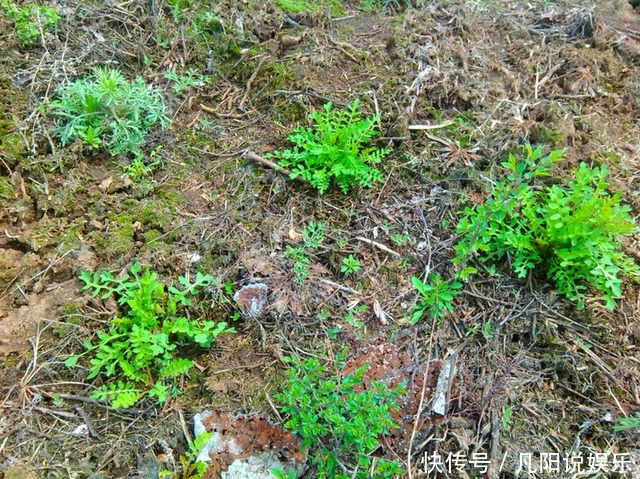 乡村里的人人爱吃的寻常野菜,吃了这么多年才知道它叫荠荠菜