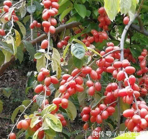 延缓机体衰老|想身体好,多吃以下食物,延缓机体衰老,皱纹不见了,气色好