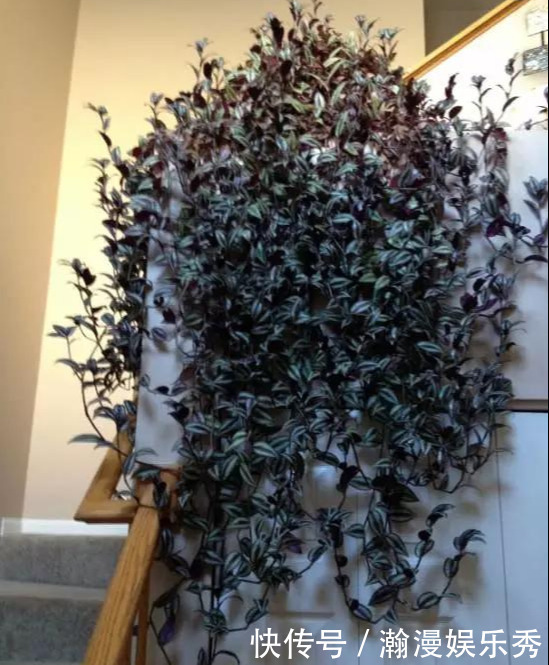 这3种吊兰千万别这么养,不然疯长爆芽,控制不住!