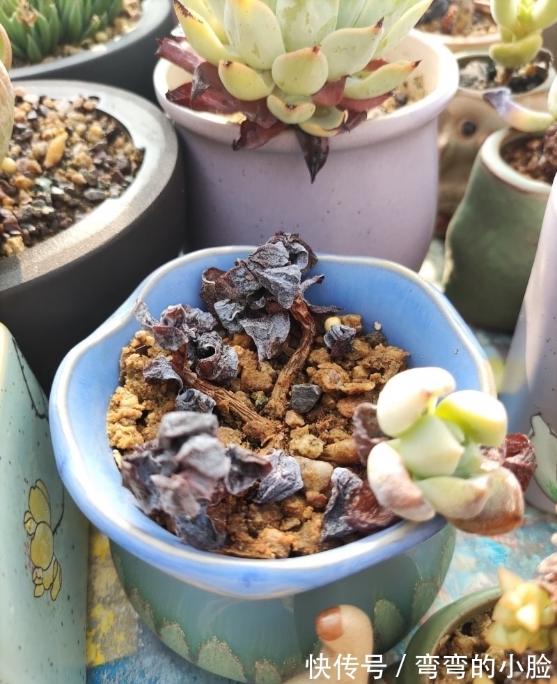 诺娃|有事没事看看多肉，才是度夏的基本保障