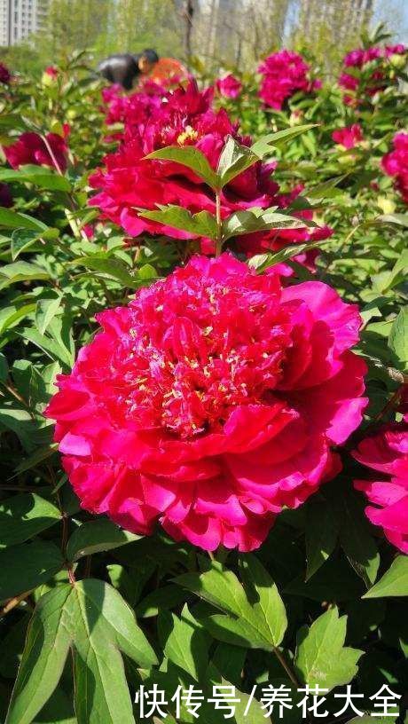 这么多花，为什么偏偏牡丹是“花中之王”？看完你也得服