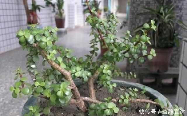 马齿觅|这种“小绿树”,最适合盘老桩,仅需1根枝条插进土中,1年成盆景