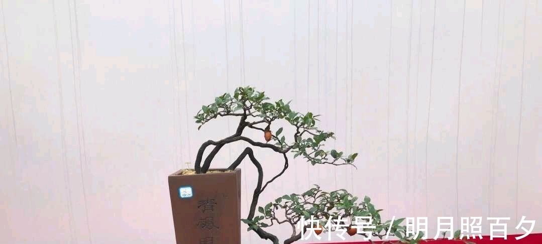 金弹子生桩长出来的新芽怎么留芽?别急,小心假活,成枝再选美