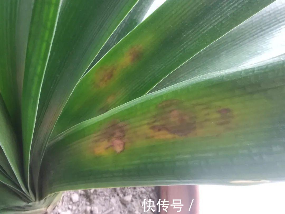 10种花要控水,天热反而不能浇,一浇水就死