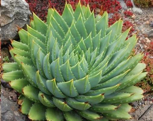 什么观音莲,黑法师,都不如“这多肉”,好看价值高,1盆过万