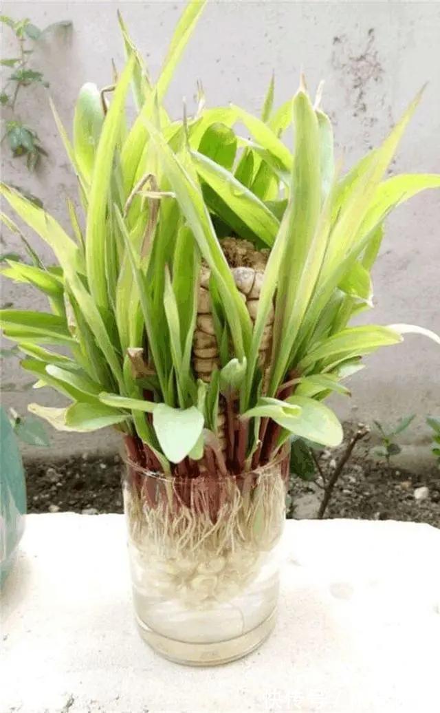 玉米粒|2个月没在家,厨房的菜变成小森林,再也不用买花了!水培蔬菜盆